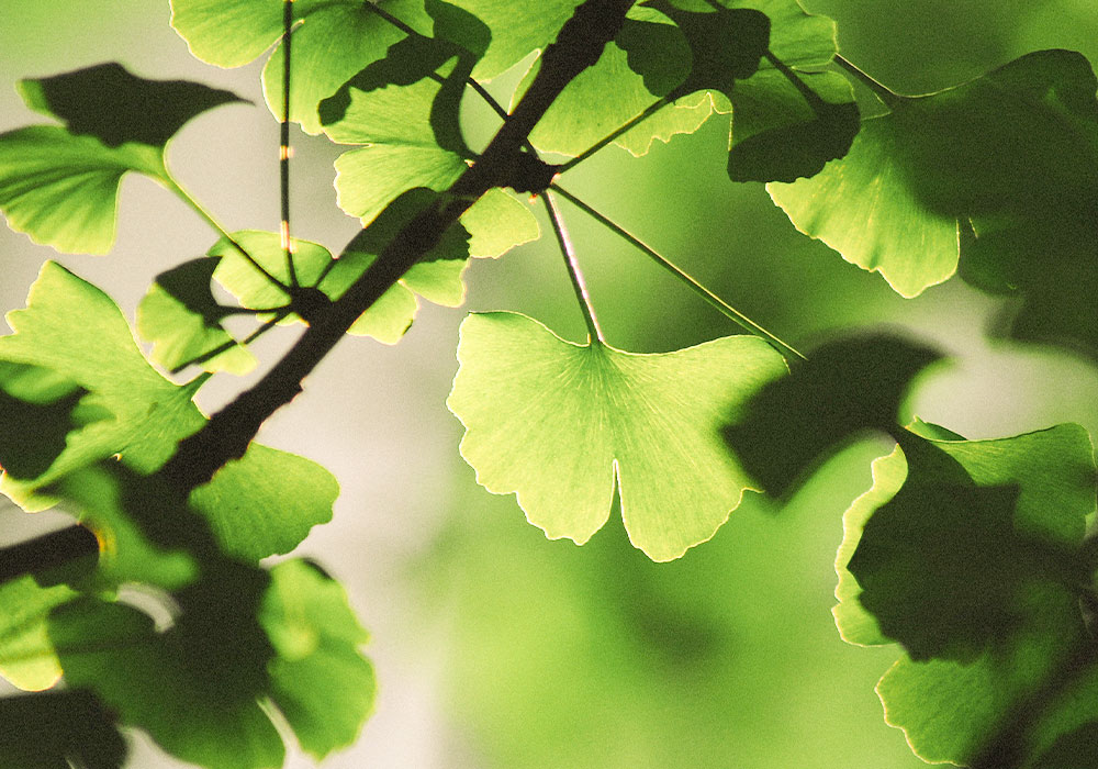 Ginkgoblätter.
