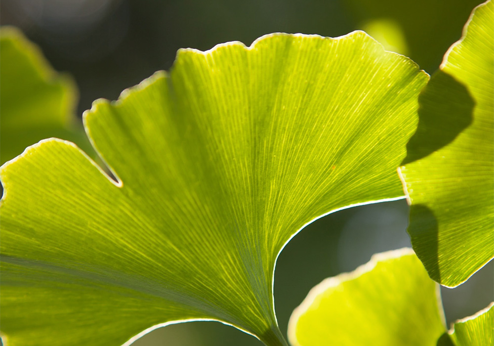 Ginkgoblatt.