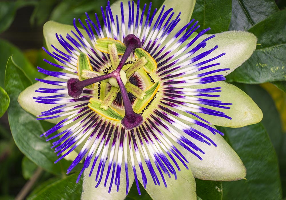 Eine Passionsblumen Blüte im close up