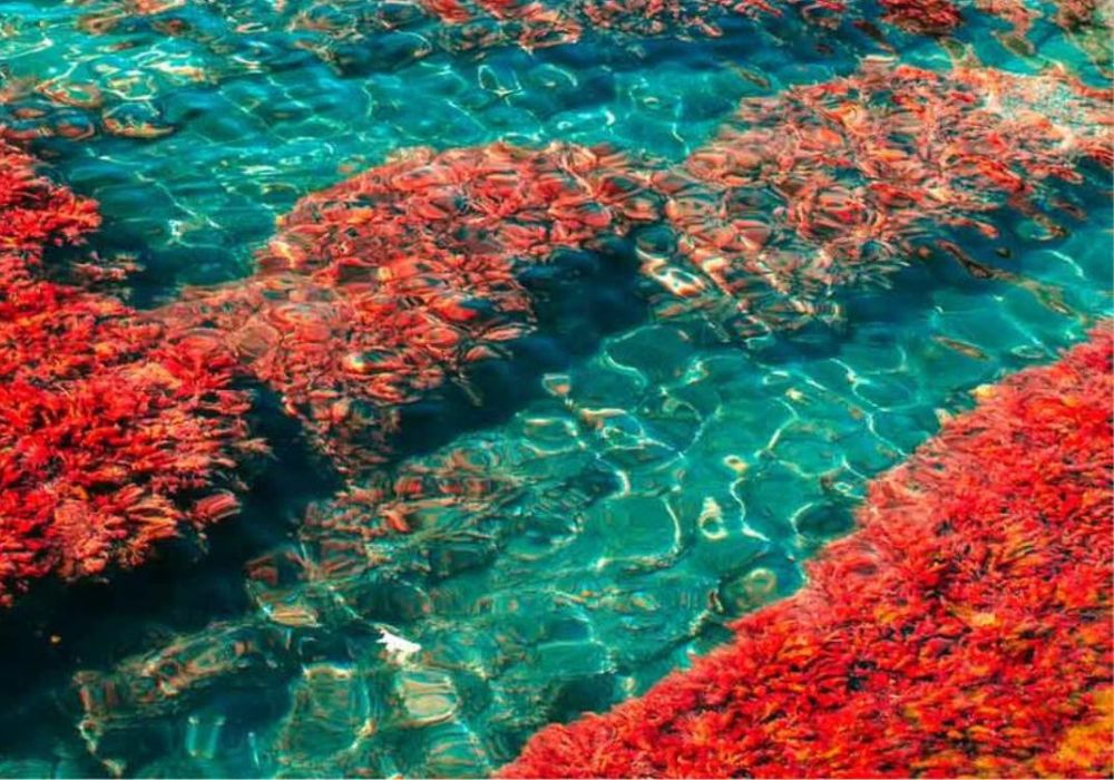 Astaxanthin natürlich aus der Alge Haematococcus Pluvialis