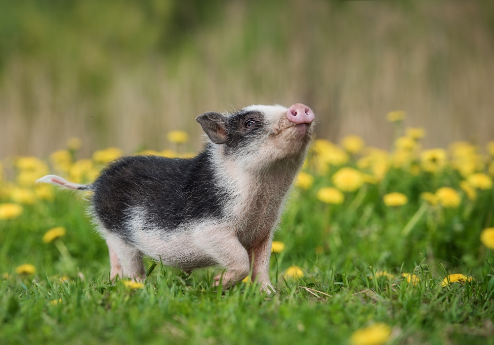 Kleines Schwein auf Wiese