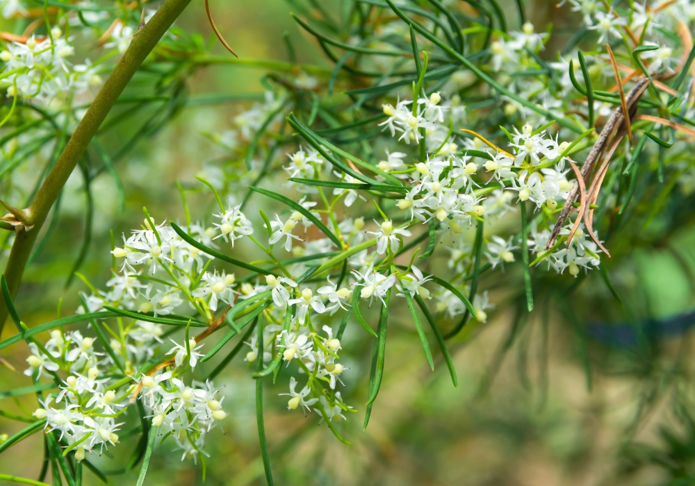 Blüten und Blätter einer Shatavari Pflanze