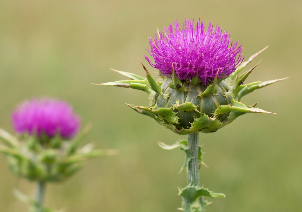 Mariendistel Blüte Nahaufnahme