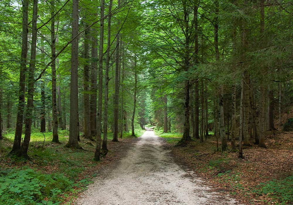 Waldweg mit einem klaren Fluchtpunkt im Fokus.