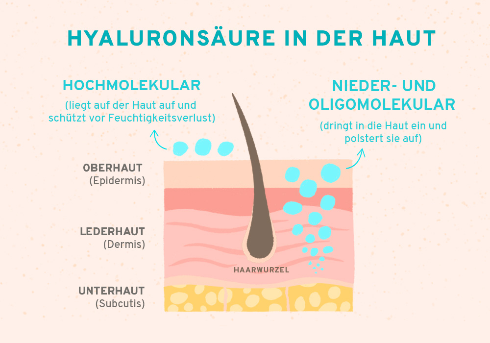 Grafik: Hyaluronsäure in der Haut