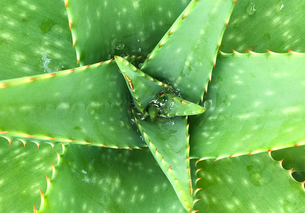 Aloe Vera Pflanze von oben. Viel Gel ist zu sehen.