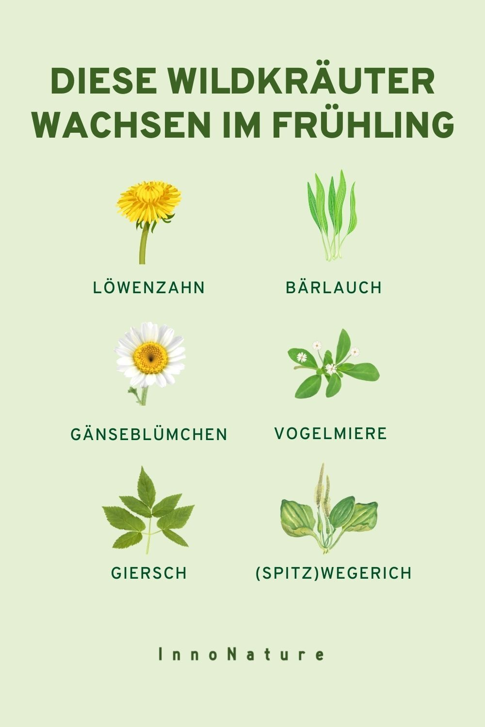 Illustration mit unterschiedlichen Wildkräutern, die im Frühling in Deutschland zu finden sind.