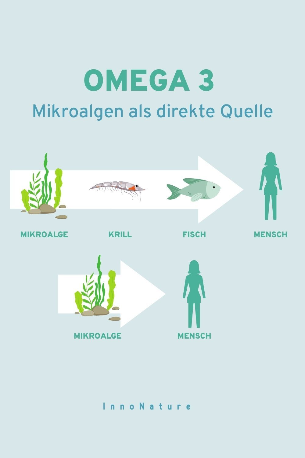 Grafik: Mikroalgen als direkte Quelle; eine Gegenüberstellung: von der Mikroalge über Krill über Fisch bis zum Mensch vs. von der Mikroalge direkt zum Mensch.