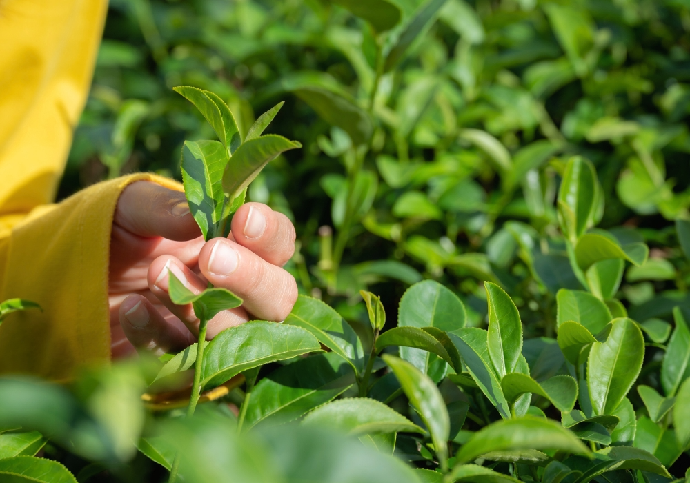 Person hält frisches Camellia sinensis Blatt, Grüntee, in der Hand