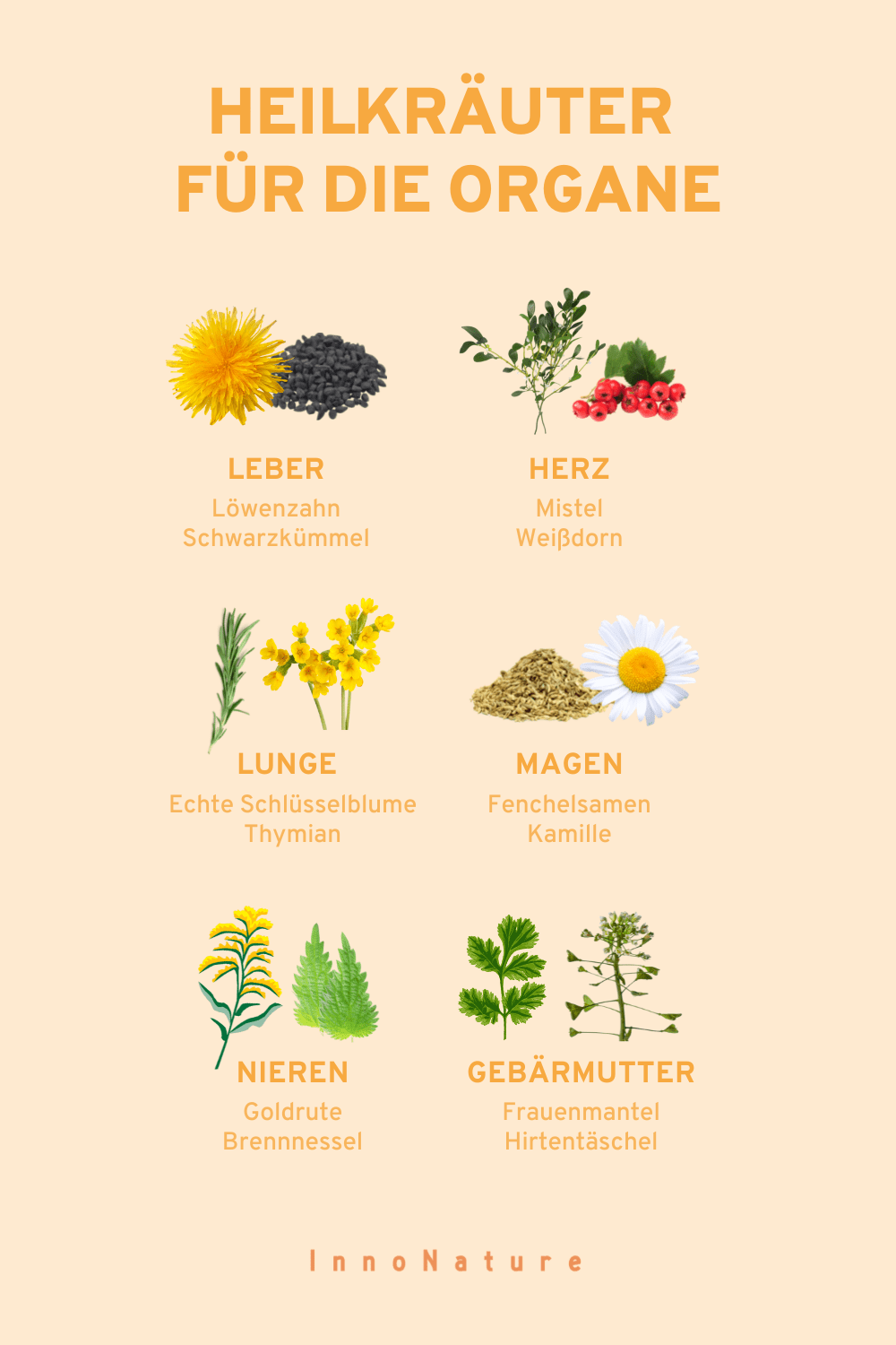Illustration von unterschiedlichen Heilkräutern und dessen Wirkung auf Organe. 