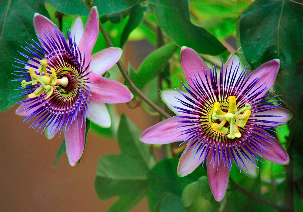 Lila leuchtende Passionsblumen an einem Strauch.