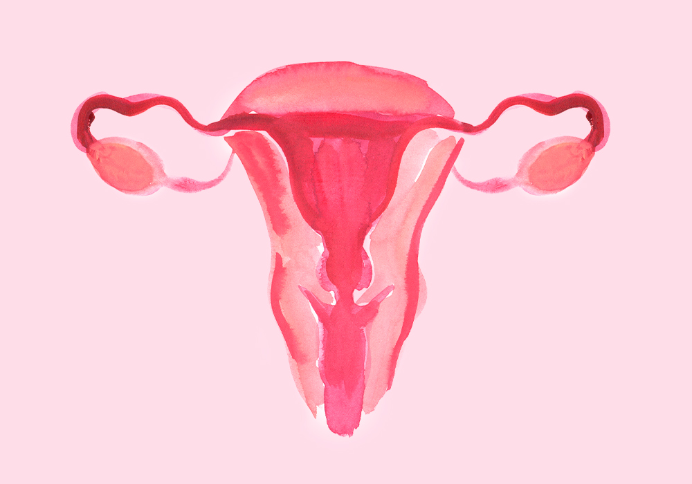 Grafik eines weiblichen Uteruses