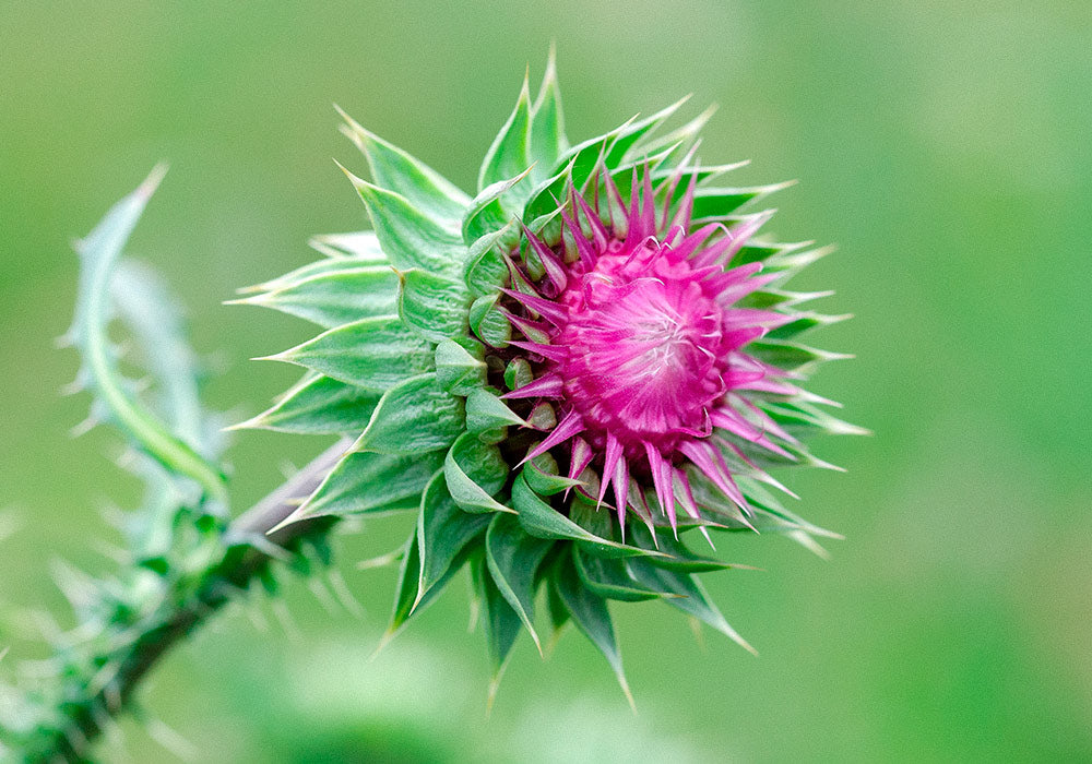 Mariendistel Pflanze