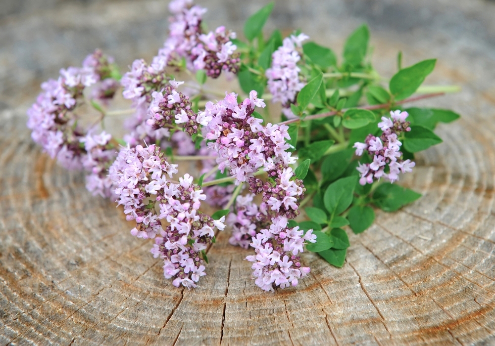 Wilder Oregano gepflückt auf einem Holzbrett