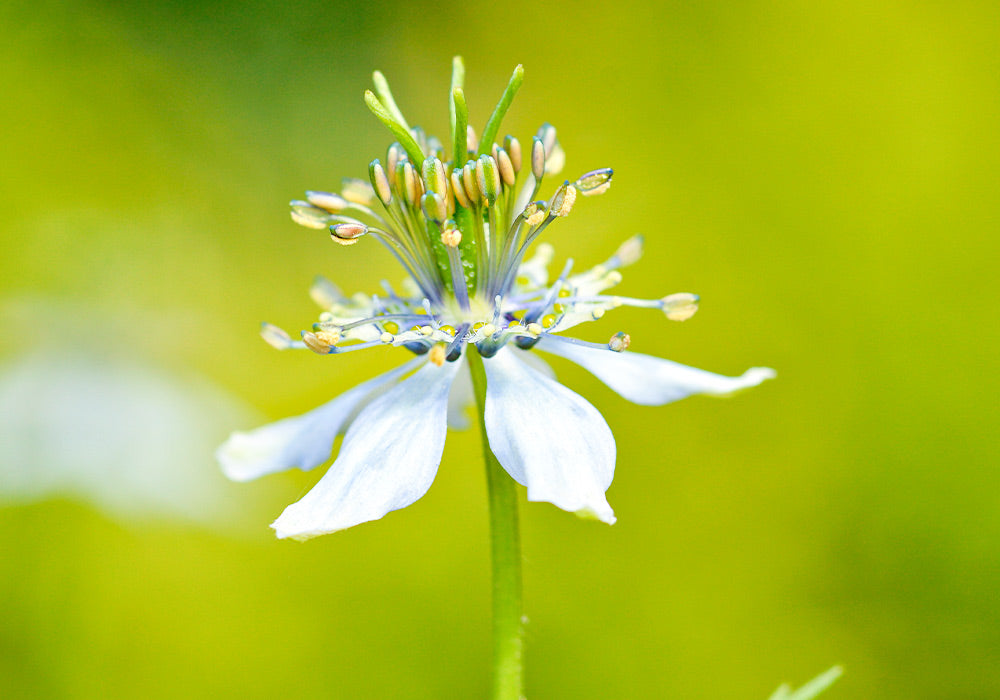 Blüte einer Schwarzkümmel Pflanze.