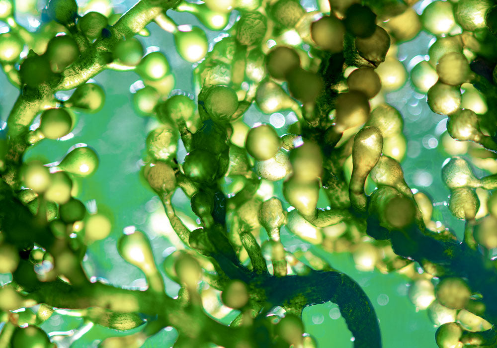 Spirulina Alge im Wasser