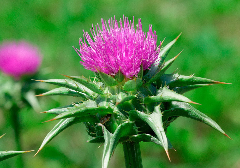 Mariendistel Pflanze 