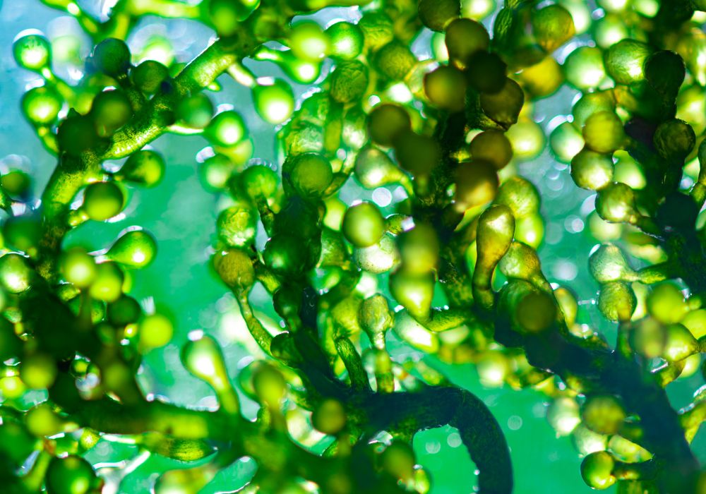 Chlorella Alge