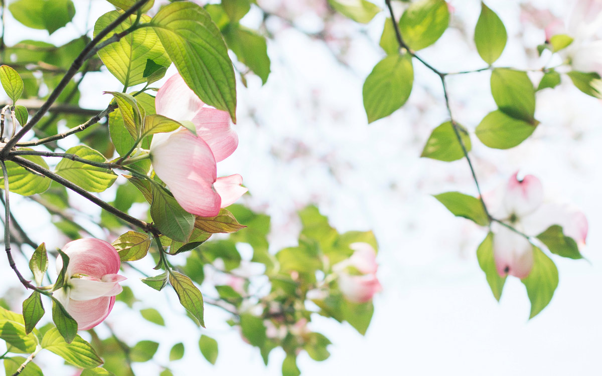 Frühlingshafte rosa Knospen an einem Baum