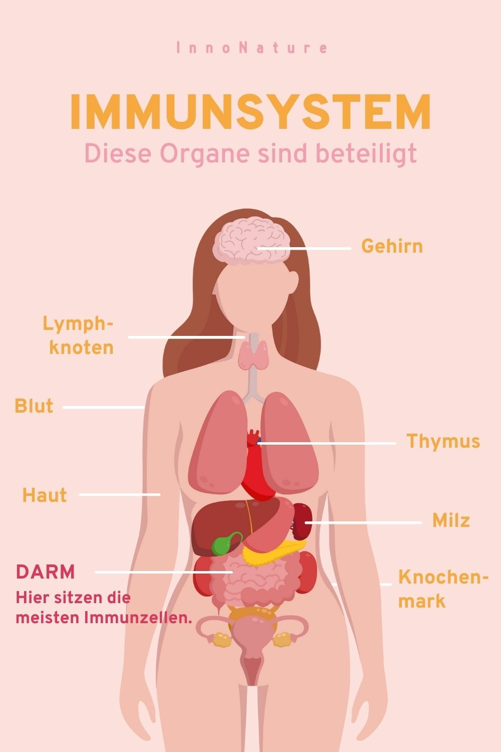 Illustration einer Frau und allen Organen, die am Immunsystem beteiligt sind. 