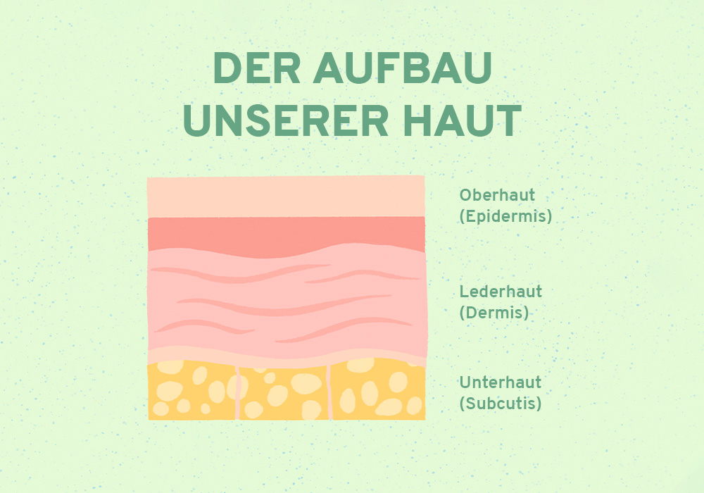 Grafik: der Aufbau unserer Haut