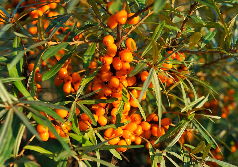Sanddornbeeren am Strauch.