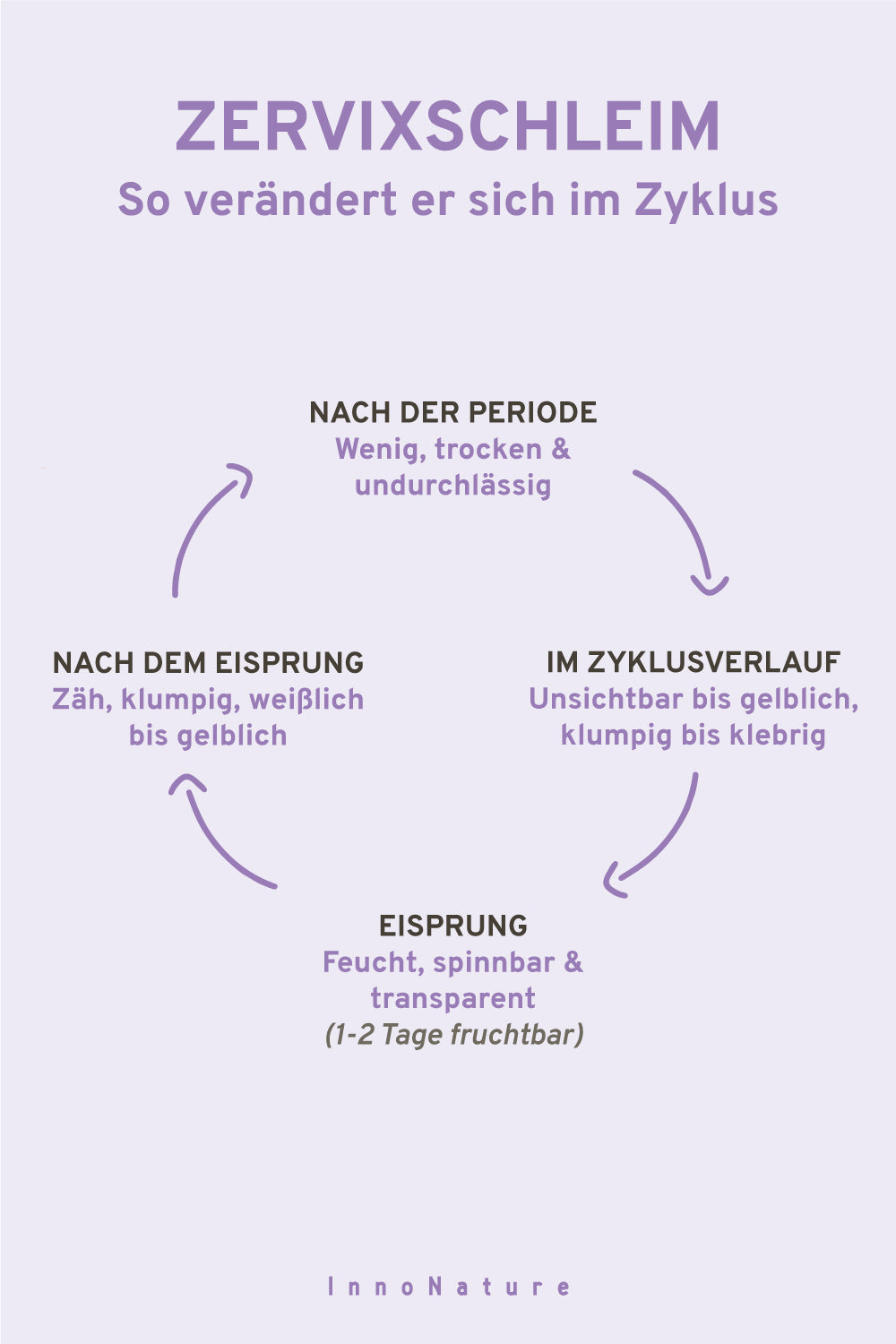 Informationsgrafik, die den Kreislauf des Zervixschleims im Zyklus darstellt.