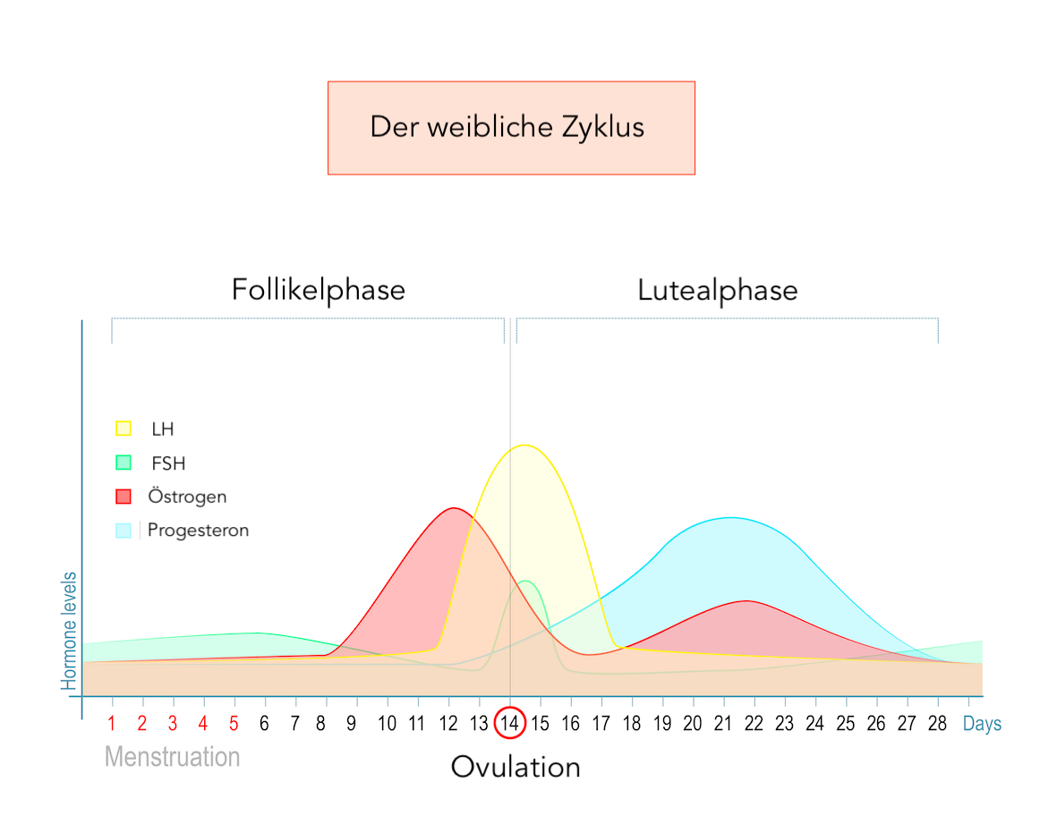 Grafik: der weibliche Zyklus mit Hormonspiegeln