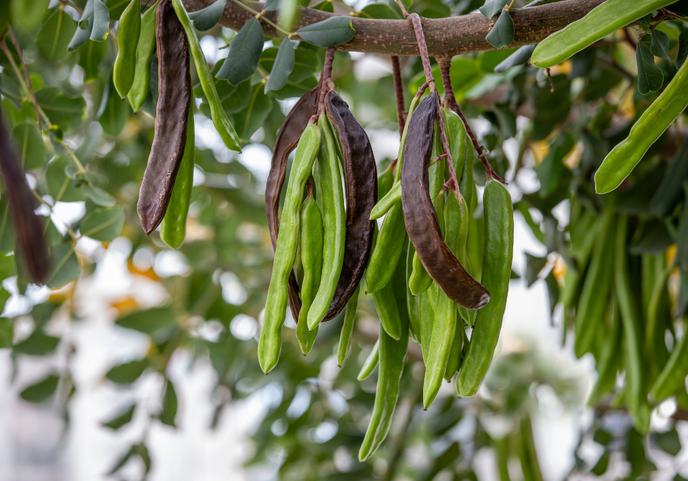 Karob Früchte an Baum