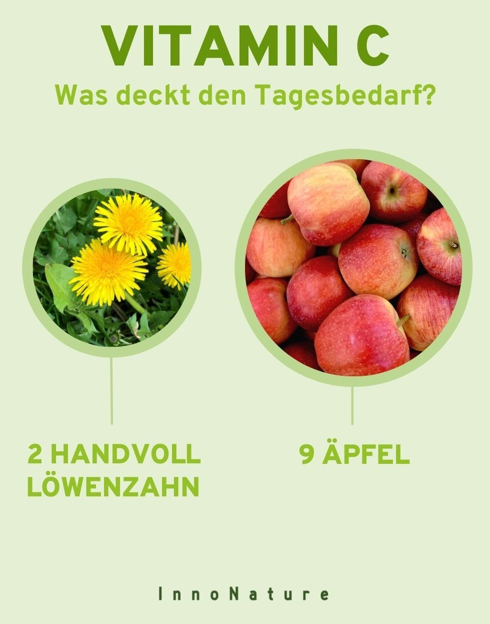 Darstellung des Vitamin C Gehalts in Löwenzahn im Vergleich zum Vitamin C Gehalt in Äpfeln. 