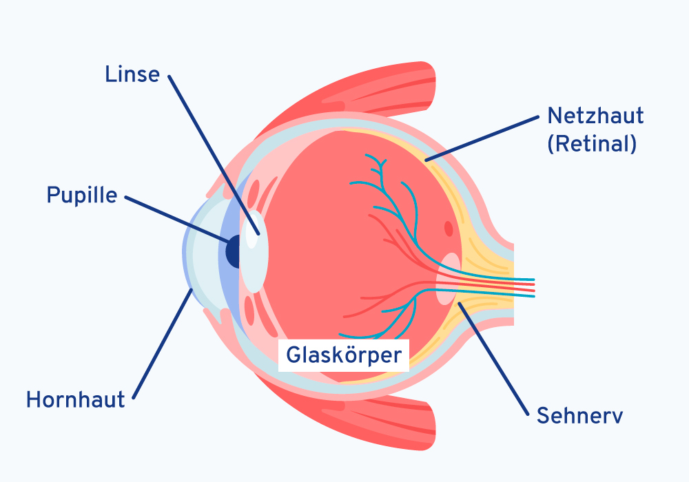 Die Grafik zeig den schematischen Aufbau des Auges.