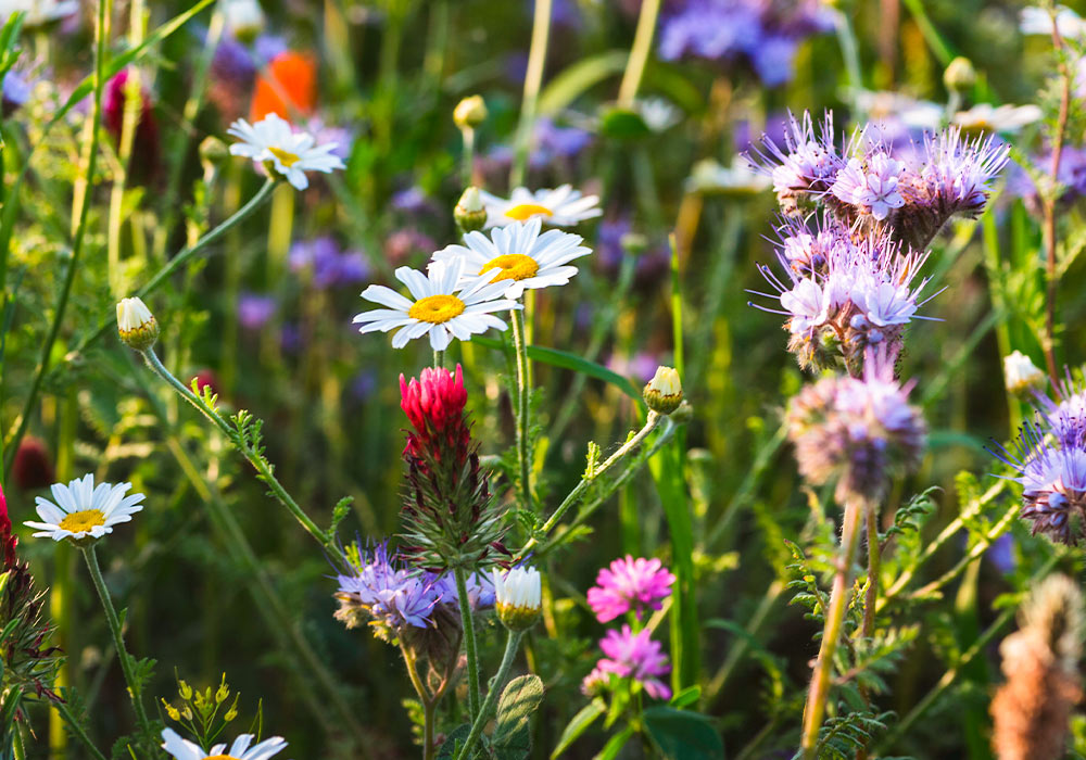 Essbare Blumen auf einer Wiese