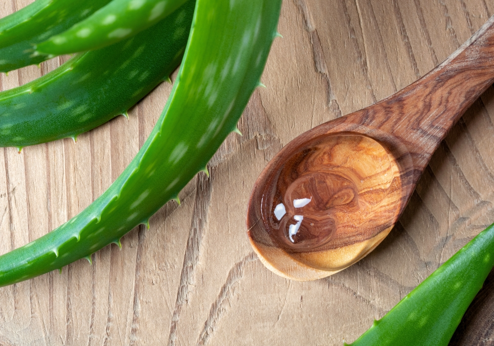 Aloe Vera Pflanze und Aloe Vera Gel auf Holzlöffel
