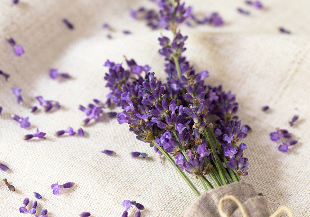 lavendel.