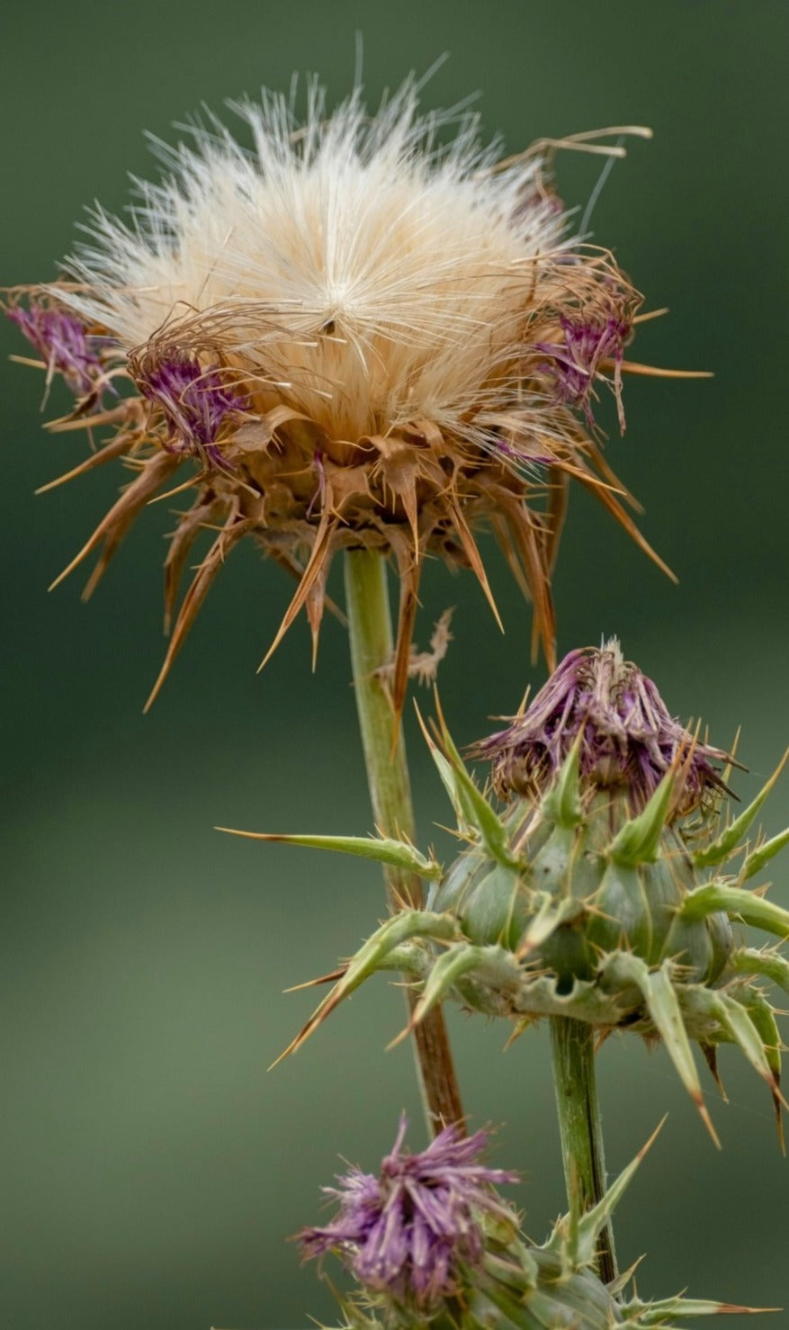 Verblühte Mariendistel Nahaufnahme