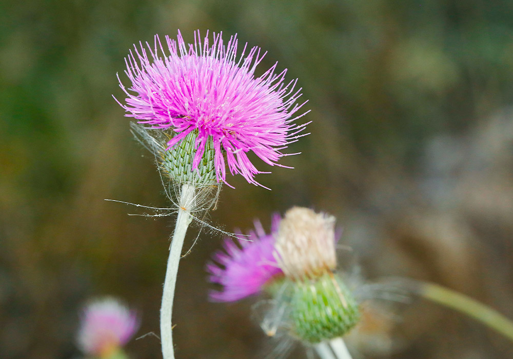 Eine rosa Blume.