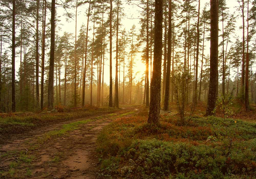 Sonnenstrahlen in einem herbstlichen Wald.