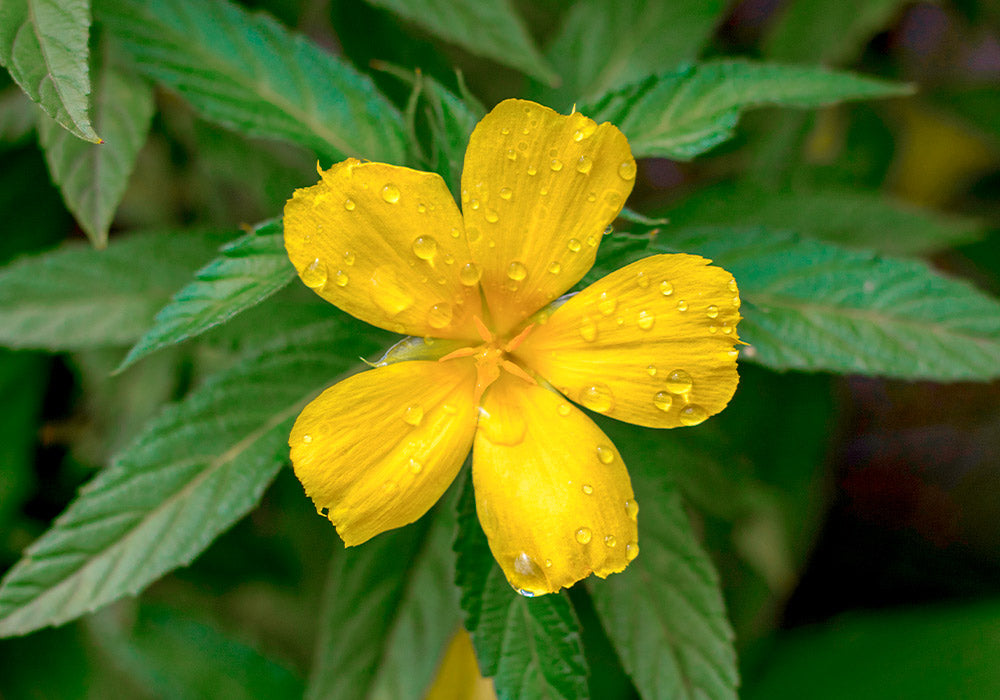 Damiana Pflanze