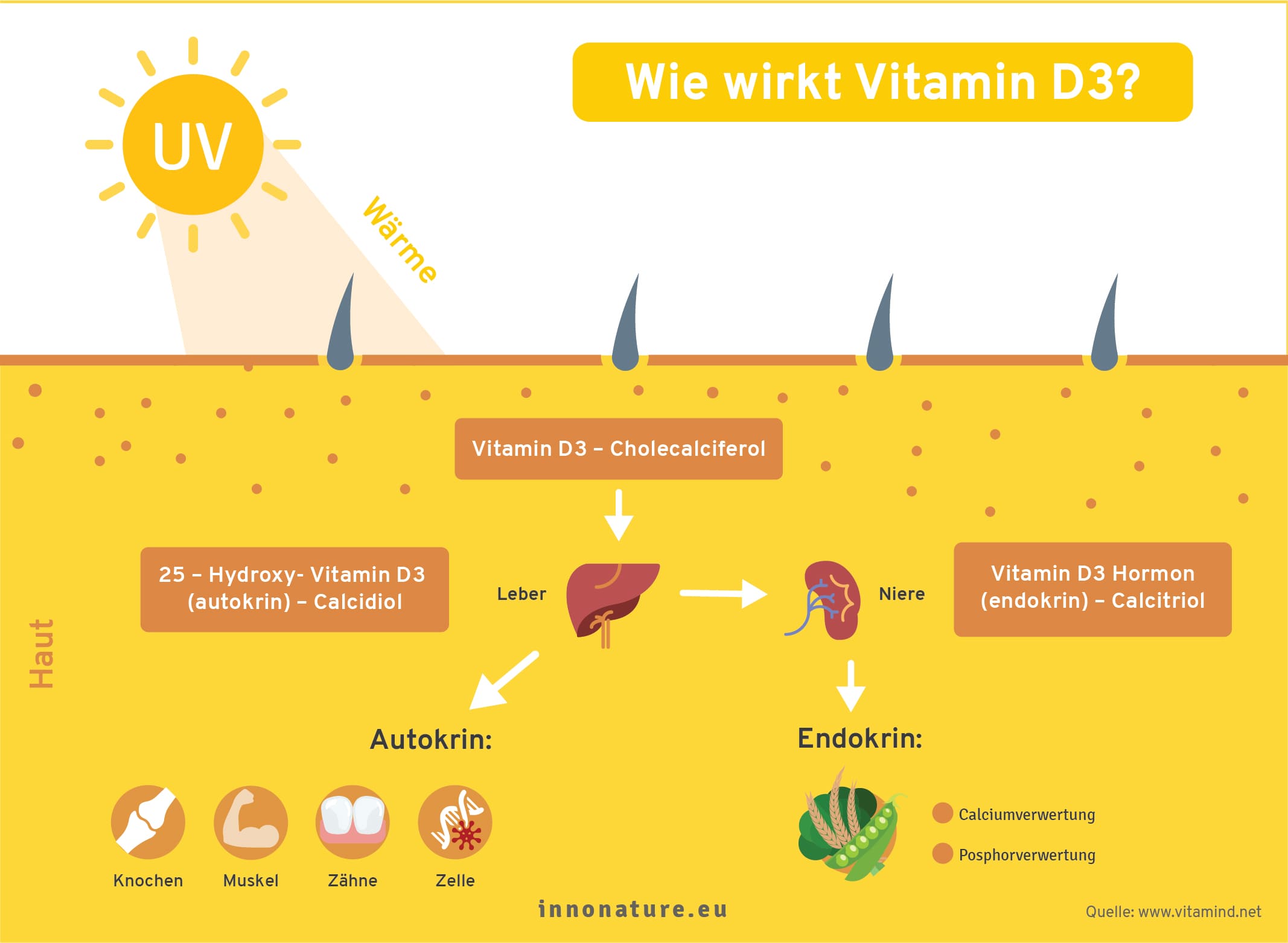 Grafik zur Wirkung von Vitamin D3.