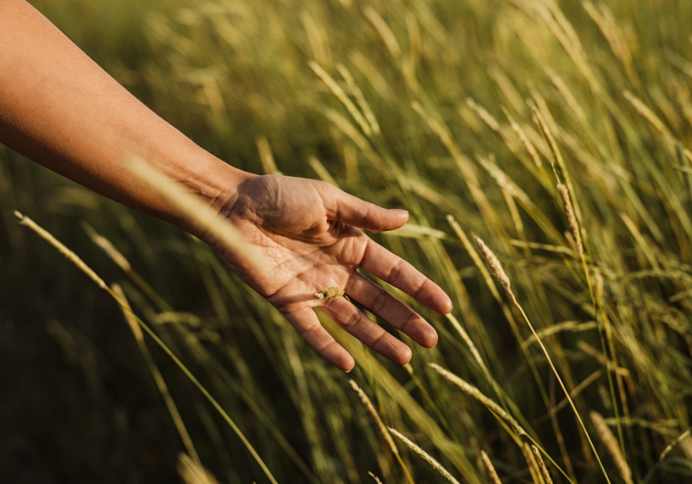 Hand streift Natur