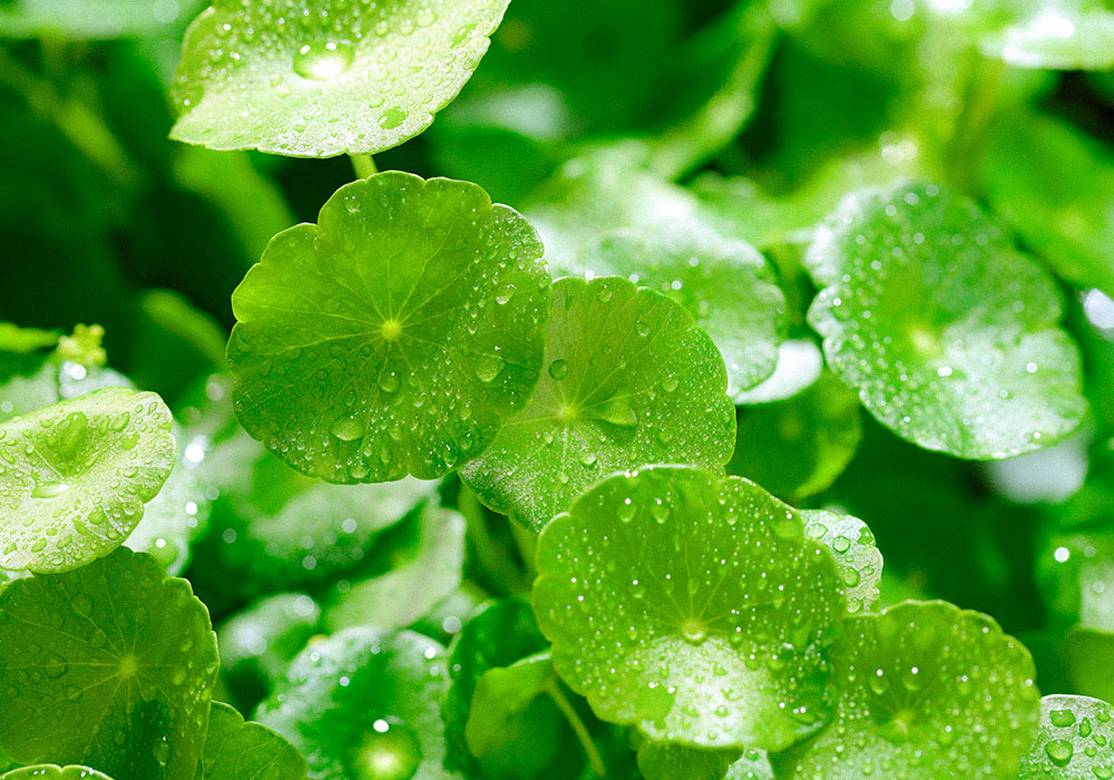 Gotu Kola Pflanze