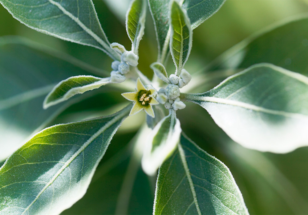 Ashwagandha Pflanze