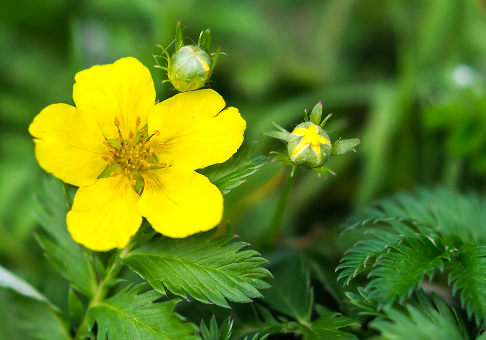 Nahaufnahme einer Gänsefingerkraut Blüte