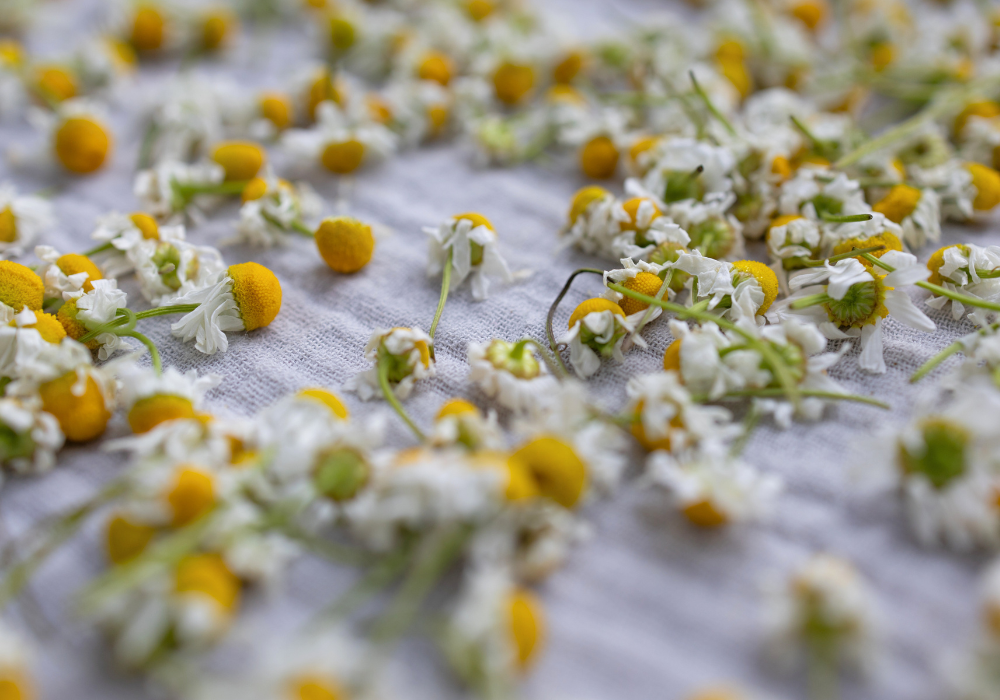 Goldene Schüssel gefüllt mit Wasser und Kamillenblüten steht auf einem Marmortisch. Daneben liegen dekorativ Blümchen und ein Handtuch in Mint.