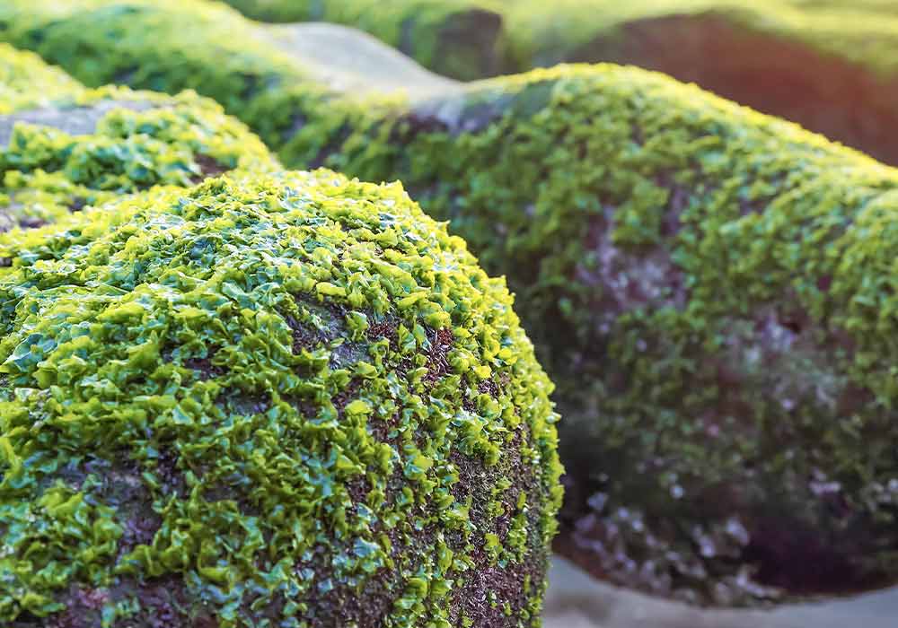 Ein Felsen, der von der Mikroalge Spirulina besiedelt ist.