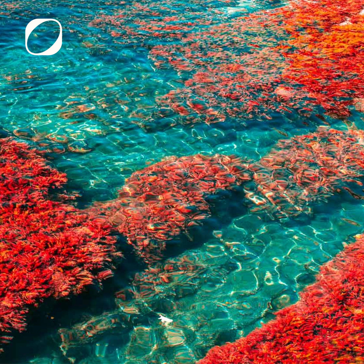 Astaxanthin Kapseln