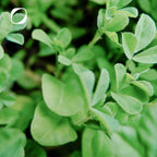 Bio Bockshornklee Kapseln