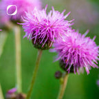Mariendistel Plus Kapseln