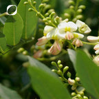 Quercetin 90 Kapseln