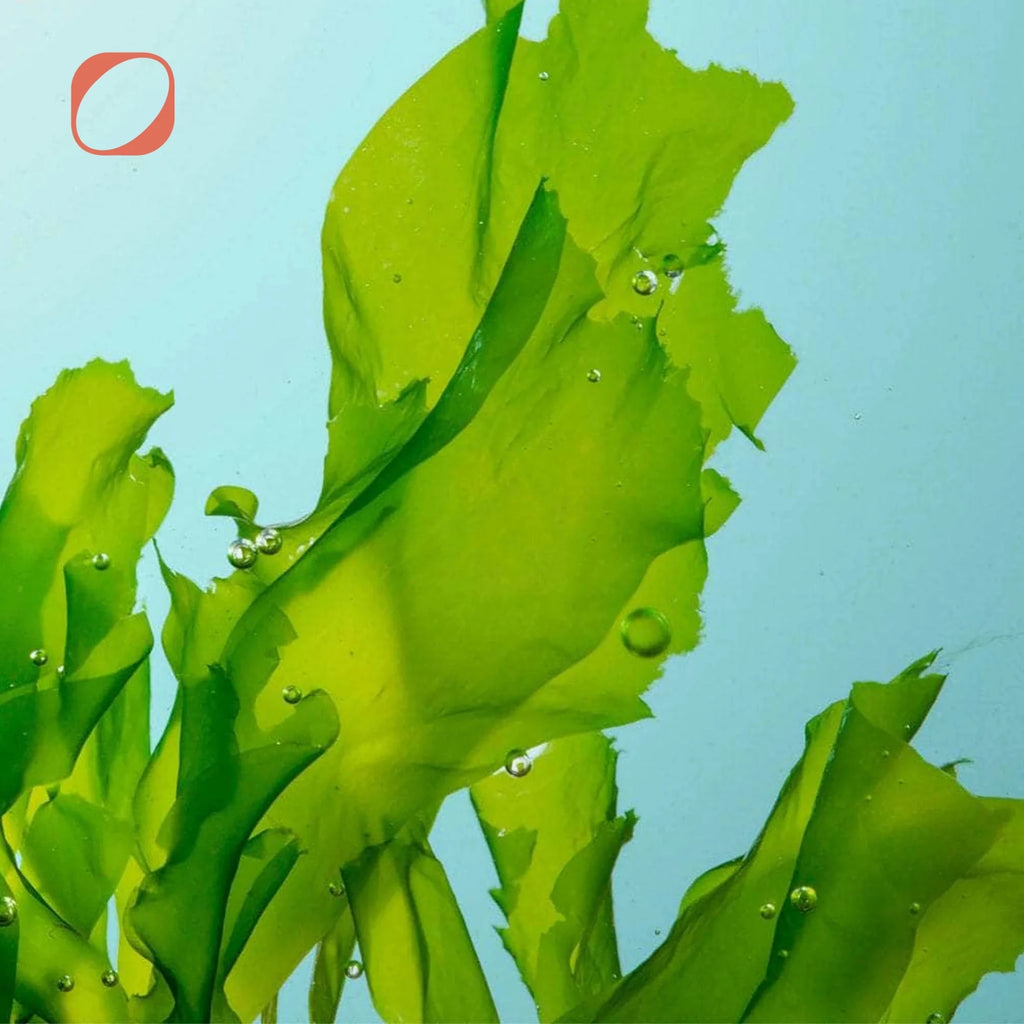 Omega 3 Softgel 90 Kapseln